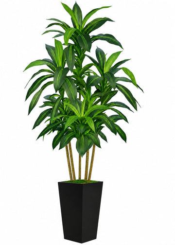 7FT Artificial Dracaena Tree with Tall Black Planter, Floor Plant