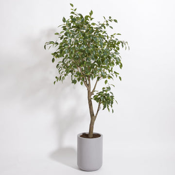 Faux Ficus Tree, 6.5 ft, Taupe, Home Decor