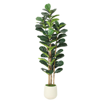Artificial Fiddle Fig Tree with White Planter - 6 ft