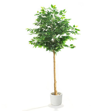 Artificial Ficus Tree, 6Ft