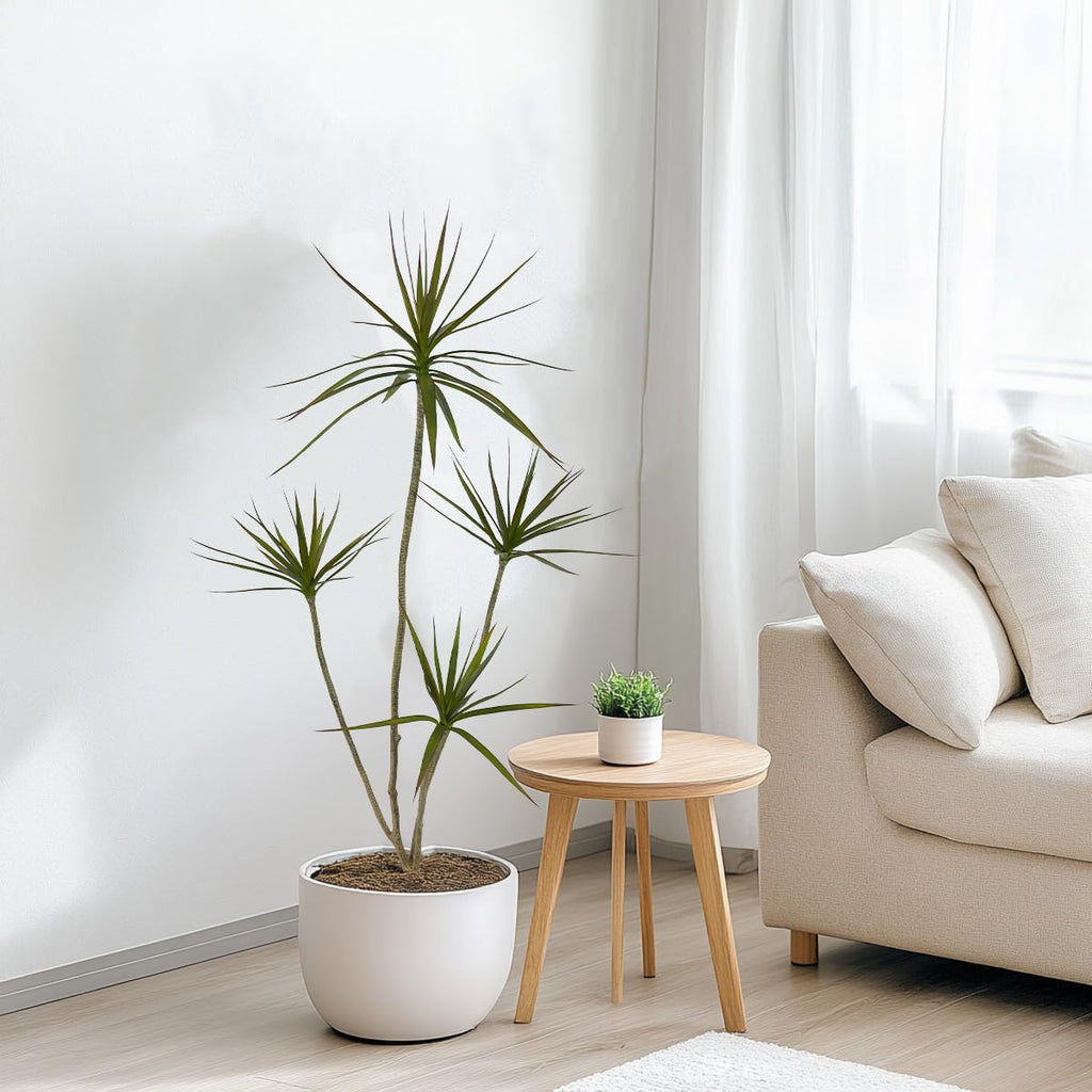 Artificial Dracaena marginata Plant, 5ft Tall Fake Tree