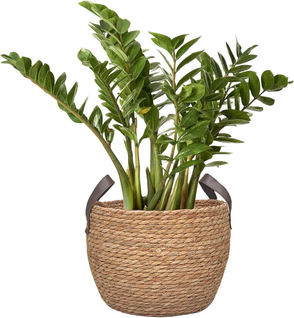 Round Seagrass Storage Baskets Woven Wicker Planter Baskets for Decor | Decorative Basket for Blankets, Plants