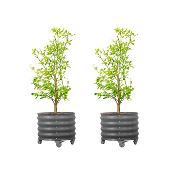 Rolling Metal Citrus Tree Planter Pot, 21′′ Round Planter Box for Porch Patio & Backyard, 20 Gallon Large Planter Pot