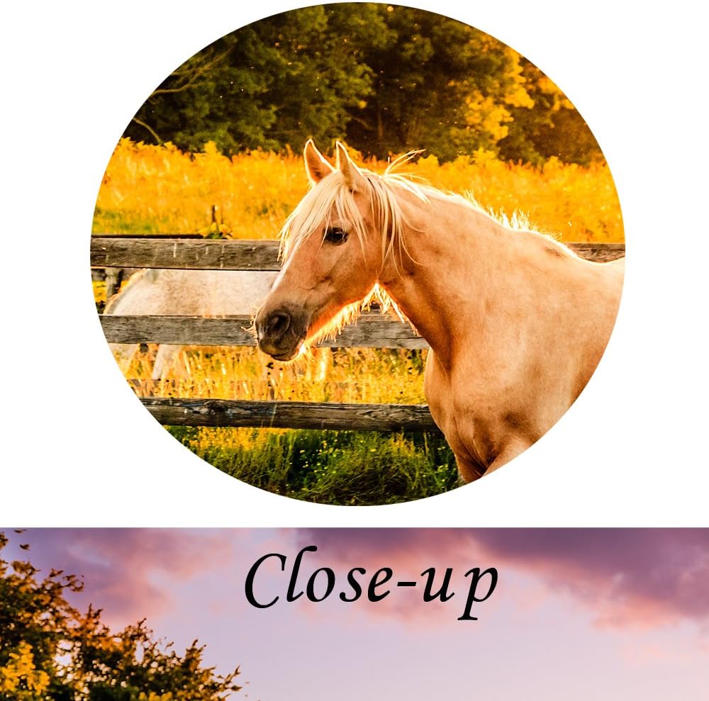 Large Size Horse of a Farm Canvas Prints Wall Art Picture Modern Sunset Landscape Wild Animal High Definition Print