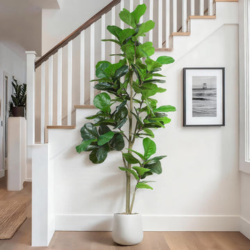 Artificial Fiddle Leaf Tree, 7ft Faux Plant Fake Ficus Lyrata Trees with White Planter - Perfect Indoor Home Decor
