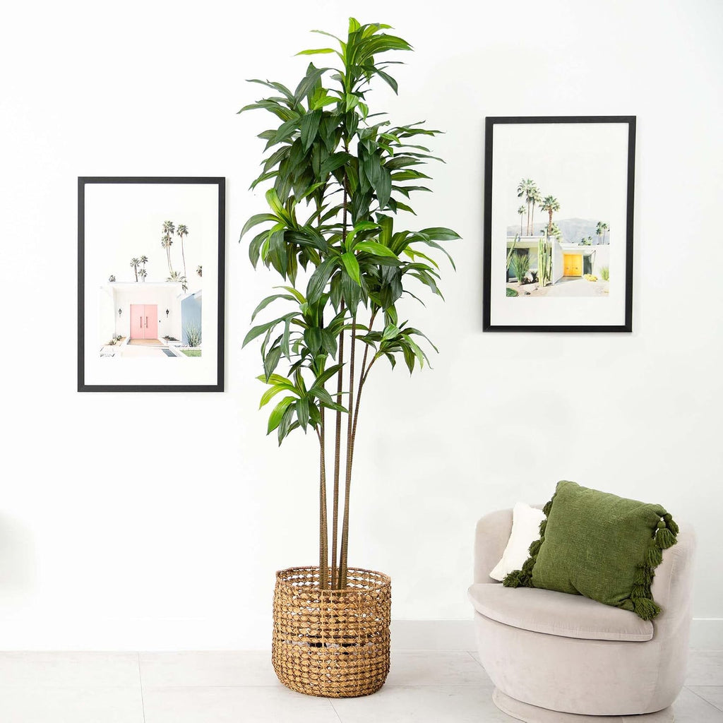 10ft. Artificial Dracaena Tree with Real Touch Leaves