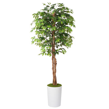 7Ft Artificial Ficus Tree in Large Tall Planter - Faux Indoor Plant with Realistic Wood Trunk - Large Tall Fake Plant