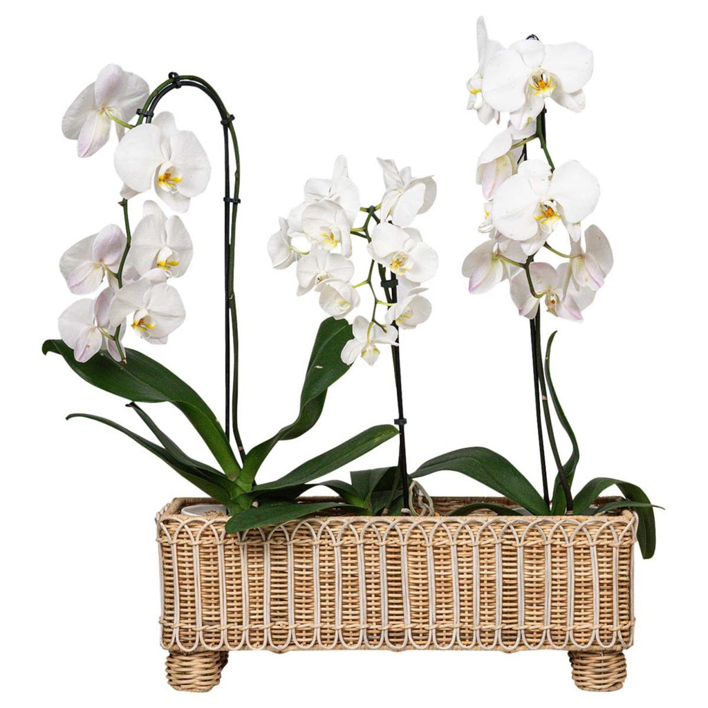 Provence Rattan Rectangular Planter - Whitewash