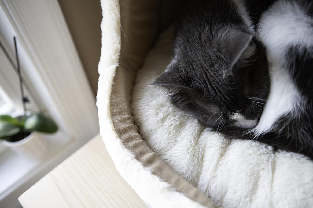 Cat Bed for Indoor Cat, Domed Tent House with Removable Pillow, Covered Cat Cave for Small Dog