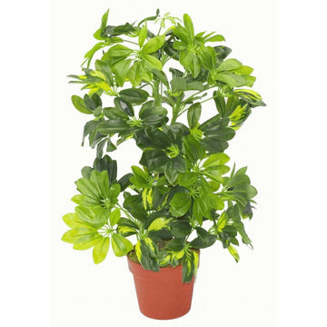 7008 75cm Artificial Schefflera Arboricola Plant Umbrella Tree Gold Capella