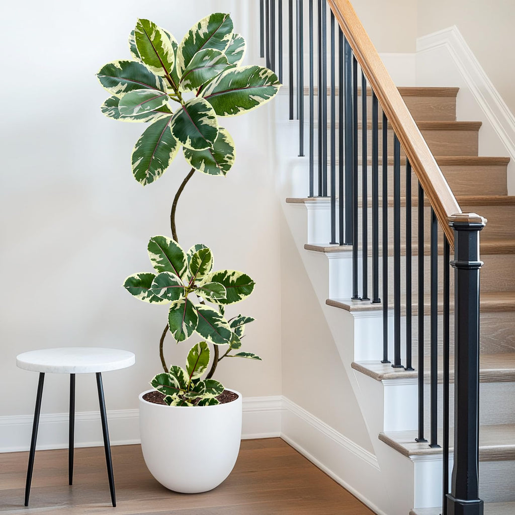 Artificial Variegated Rubber Tree 5.3FT