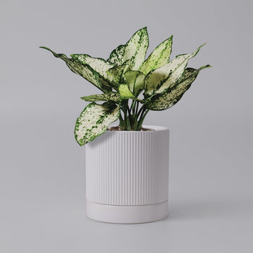 6 Inch Ceramic Plant Pot with Drainage & Saucer - Indoor Planter for Succulents, Cacti & Aloe Vera - Striped Design