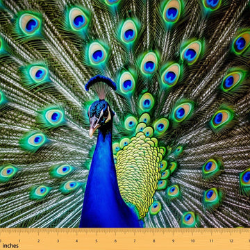 Pretty Peacock Fabric by The Yard for Chairs, Beautiful Bird