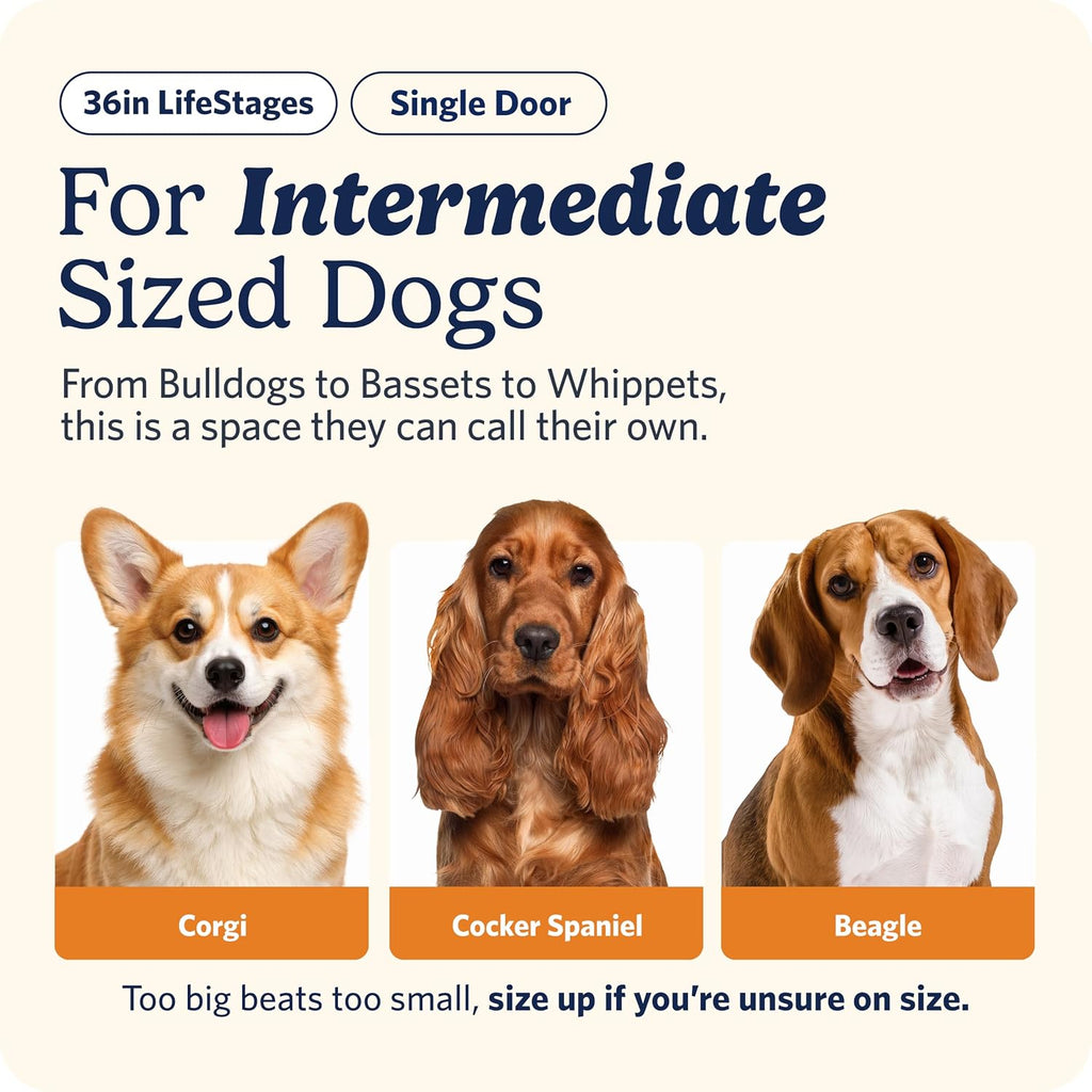 Intermediate LifeStages Single Door 36-Inch Folding Dog Crate, Enhanced Security, Includes Leak-Proof Pan