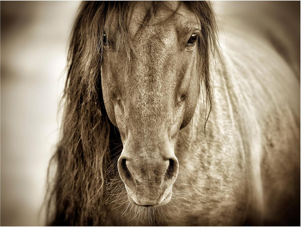Wrapped Canvas Wall Art - Lisa Dearing 'Mustang Sally Horse' Wall Art , or Office Décor - 18x24