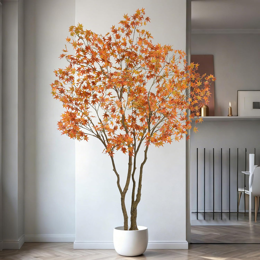 Maple Tree, 7 Feet