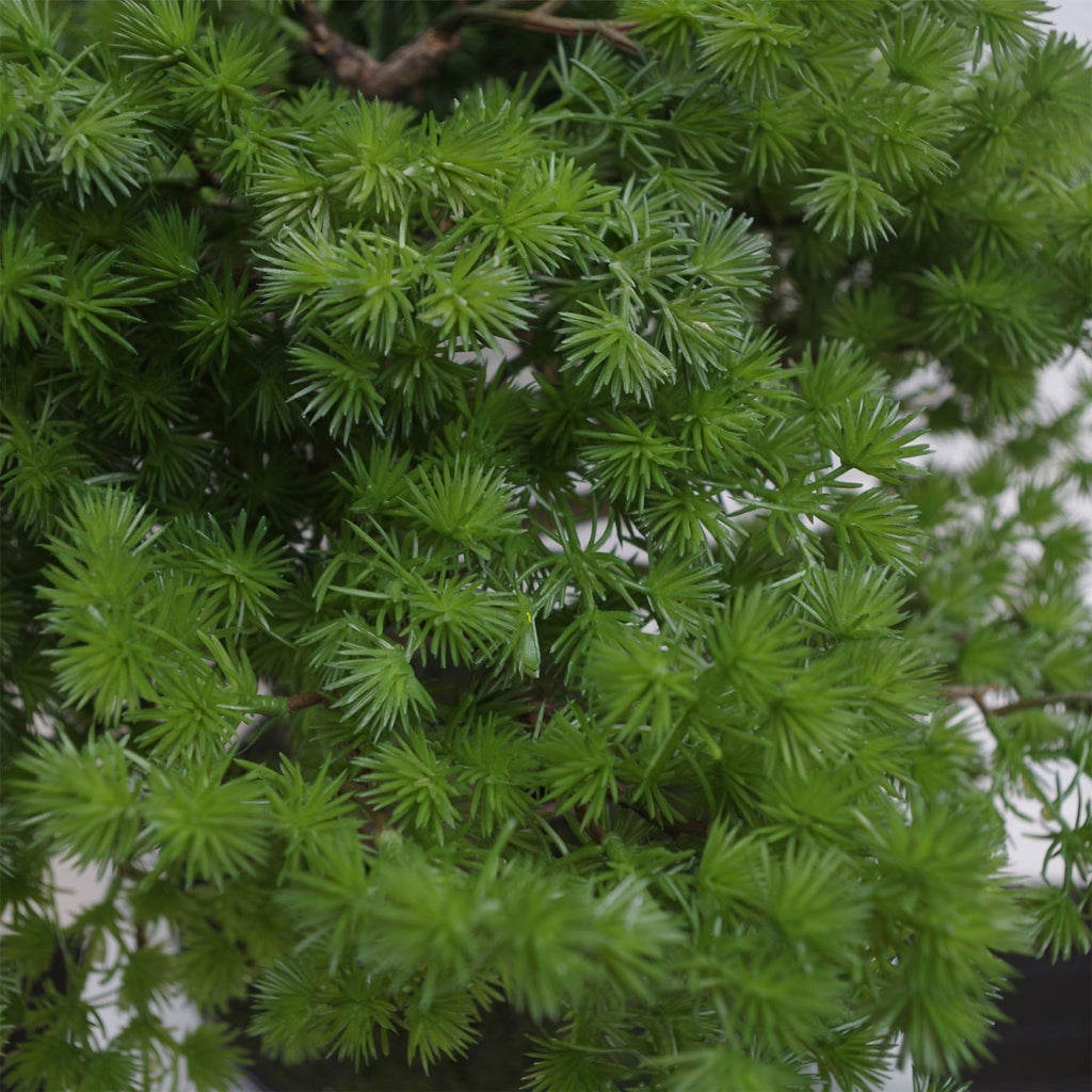 7518 50cm Artificial Pine Bonsai Tree