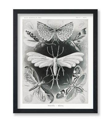 Master Tineida Moth Print - Ernst Haeckel Poster - Insect Biodiversity Art - Wildlife Wall Design - Gift for Men &