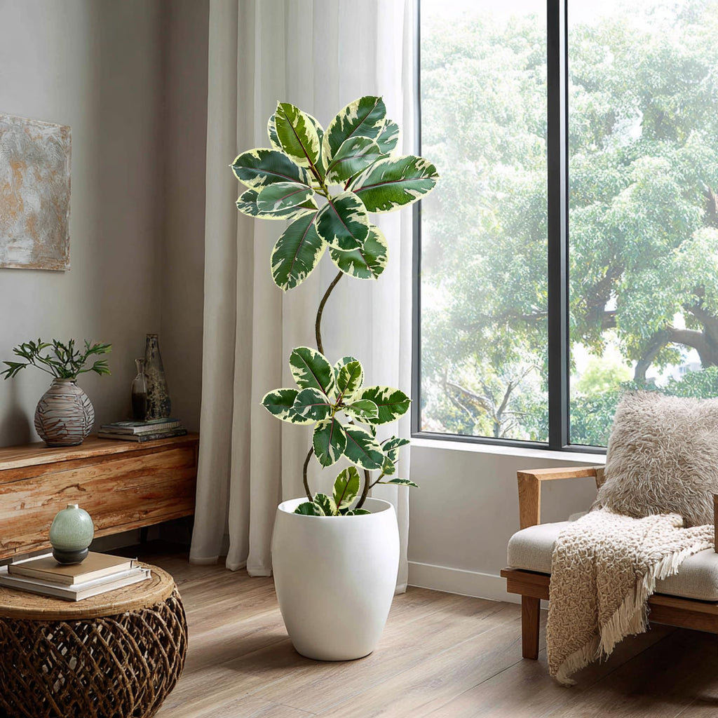 Artificial Variegated Rubber Tree 5.3FT