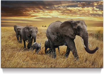 Elephant Canvas Picture Wall Art: Elephant Family Migrate Painting yellow Autumn Sunset Prints Panoramic Animals