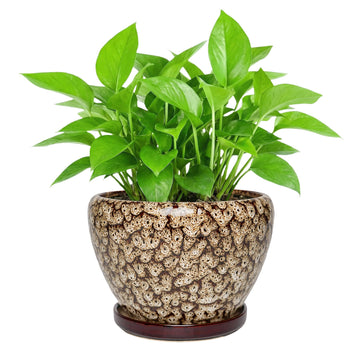 8.7 Inch Ceramic Planter with Saucer, Round Plant Pot for Indoor Outdoor Plants (Speckled White)