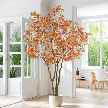 Maple Tree, 7 Feet