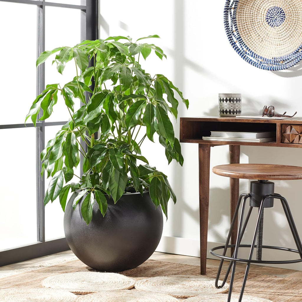 Outdoor - Kenslia Large Sphere Planter Pot - Black Ficonstone Concrete - Decorative Outdoor Flower Pot , Porch &