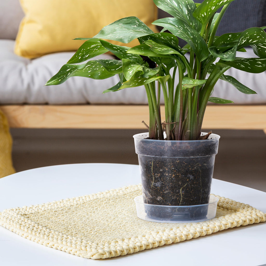6 Inch Clear Plastic Plant Pot with Drainage Holes, Interlocking & Detachable Tray - Deep Saucer - Durable BPA-Free